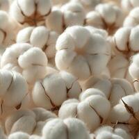 Close-up of fluffy cotton balls photo