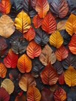 Close-up of multi-colored autumn foliage photo