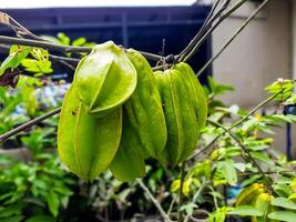 Focus of Starfruit fruit hanging on a tree, a plant cultivated at home photo