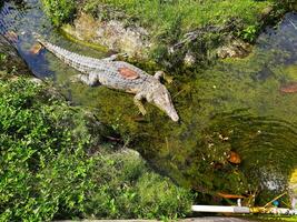 A crocodile in a small river puddle is waiting for its prey, top view. photo