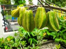 atención de Fruta estrella Fruta colgando en un árbol, un planta cultivado a hogar foto