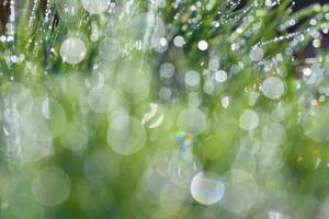 primavera. hermosa natural antecedentes de verde césped con Rocío y agua gotas. estacional concepto - Mañana en naturaleza. foto