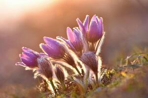 primavera antecedentes con flores en prado. pasque flor pulsatilla grandis foto