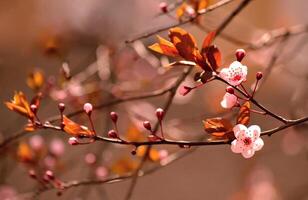 Springtime - Beautiful flowering Japanese cherry - Sakura. Background with flowers on a spring day. photo