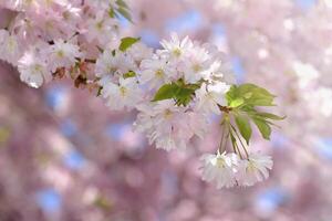 Beautiful blossom tree. Nature scene with sun on Sunny day. Spring flowers. Abstract blurred background in Springtime. photo