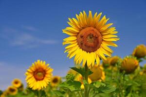 hermosa amarillo flores - girasoles en naturaleza con azul cielo. verano antecedentes. foto