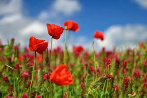 Summer landscape. Beautiful flowering field with poppies and clovers. Colorful nature background with sun and blue sky. photo