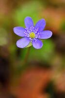 Spring flower. Beautiful blooming first small flowers in the forest. Hepatica. Hepatica nobilis photo