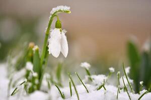 Snowdrops spring flowers. Beautifully blooming in the grass at sunset. Delicate Snowdrop flower is one of the spring symbols. Amaryllidaceae - Galanthus nivalis photo