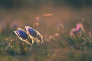 Spring background with flowers in meadow. Pasque Flower Pulsatilla grandis photo