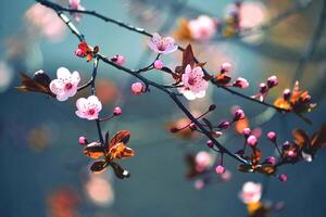 Beautiful flowering Japanese cherry - Sakura. Background with flowers on a spring day. photo