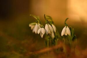 Snowdrops. First beautiful small white spring flowers in winter time. Colorful nature background at the sunset. Galanthus photo