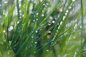 Spring. Beautiful natural background of green grass with dew and water drops. Seasonal concept - morning in nature. photo