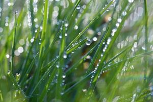 primavera. hermosa natural antecedentes de verde césped con Rocío y agua gotas. estacional concepto - Mañana en naturaleza. foto