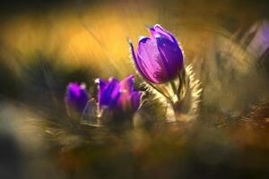 Spring time. Beautiful purple blooming flower in a meadow with sunset sun. Spring in nature and colorful background. Little furry pasque-flower. Pulsatilla grandis photo