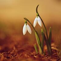 Snowdrops in grass in the garden. Beautiful first spring flowers. Colorful natural background. Galanthus photo