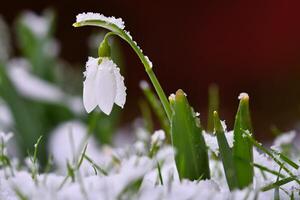 campanillas primavera flores hermosamente floreciente en el césped a puesta de sol. delicado campanilla de febrero flor es uno de el primavera simbolos Amaryllidaceae - galanthus nivalis foto