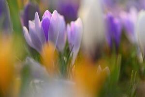 Spring background with flowers. Nature and delicate photo with details of blooming colorful crocuses in spring time. Crocus vernus.