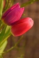 Spring background with flowers. Beautiful colorful tulip on a sunny day. Nature photography in spring time. photo