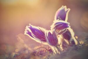 primavera antecedentes con flores en prado. pasque flor pulsatilla grandis foto