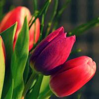Spring background with flowers. Beautiful colorful tulip on a sunny day. Nature photography in spring time. photo