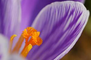 Spring flowers. Beautiful colorful first flowers on meadow with sun. Crocus Romance Yellow - Crocus Chrysanthus - Crocus tommasinianus - Crocus Tommasini. photo