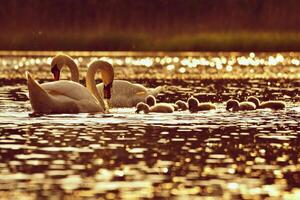 Beautiful swan cubs at the pond. Beautiful natural colored background with wild animals. Springtime.Sunset time. photo
