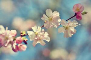 Spring flowers. Beautifully blossoming tree branch. Cherry - Sakura and sun with a natural colored background. photo