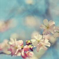 Spring flowers. Beautifully blossoming tree branch. Cherry - Sakura and sun with a natural colored background. photo