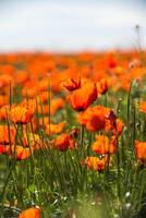 Natural flower background. Amazing view of colorful red poppy flowering. photo