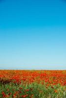 Natural flower background. Amazing view of colorful red poppy flowering. photo