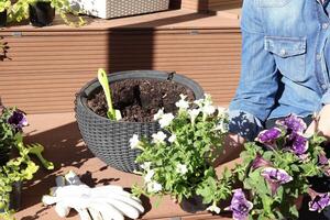 Planting flowers in hanging flower bed. Petunias, surphiniums and tools. Nature, agriculture and gardening. Sunny day. photo