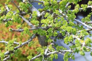 Ginkgo tree leaves in spring. Nature and beauty. Background for design photo