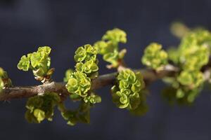 Ginkgo tree leaves in spring. Nature and beauty. Background for design photo