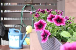 Bright ampel blooming flowers in long flowerpots on patio. Backyard and garden. photo