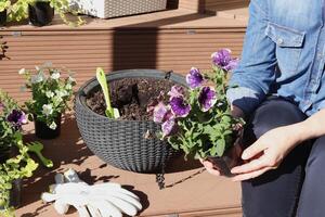 Planting flowers in hanging flower bed. Petunias, surphiniums and tools. Nature, agriculture and gardening. Sunny day. photo