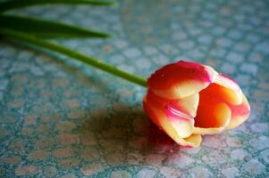 Blossoming tulips in a vase. Colourful flowers photo