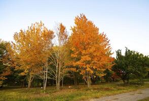 Autumnal trees on the sunset into park photo