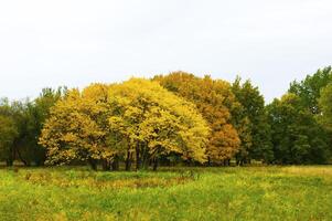 Autumnal trees on the sunset into park photo