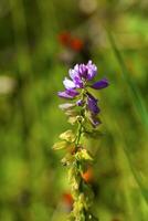 Wild flower in the mountains photo