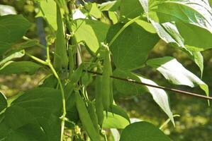 Bean on the branch in the vegetable-garden photo