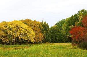 Autumnal trees on the sunset into park photo