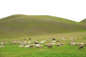 Herd of young lambs are grazed on a meadow photo