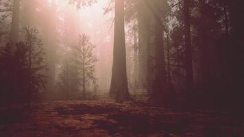 un denso y majestuoso bosque con imponente arboles video