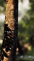 Nahansicht von Baum Kofferraum im tropisch Wald mit Sonne Strahlen video