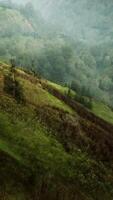 lozano verde ladera con abundante bosque cubrir video