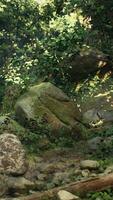 Rocky Forest Abundance. Breathtaking Landscape of Trees and Rocks video