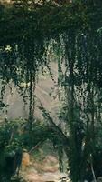 Stream Flowing Through Forest video