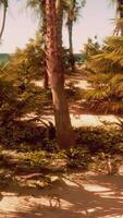 A sandy beach with palm trees and the ocean in the background video