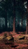 Mysterious Sequoia Forest With Abundant Trees video